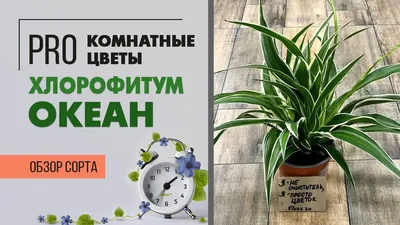 Хлорофитум: фото видов и сортов, уход в домашних условиях, посадка и  размножение. Почему сохнут, желтеют и опадают листья растения?