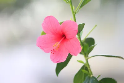 Гибискус, или китайская роза. Как выращивать, чтобы зацвела? | Семь  семян🌱Просто о садоводстве | Дзен