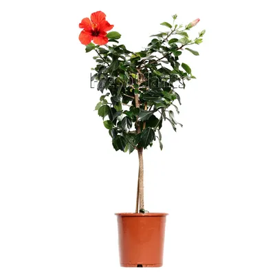 ГИБИСКУС - как посадить и ухаживать//Виды гибискуса - сирийский, гибридный, китайская  роза в 2023 г | Гибискус, Цветы, Розы