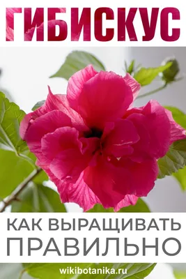 Гибискус (китайская роза). Как выращивать правильно | Гибискус, Выращивание  цветов, Балконные цветы