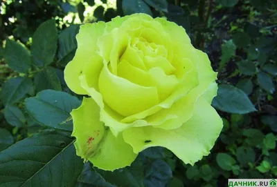 Роза чайно-гибридная Лимбо: описание, особенности выращивания | Дачник.RU |  Дзен