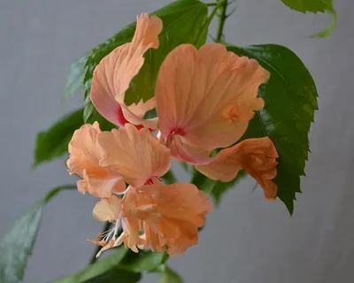 Гибискус комнатный(китайская роза) фото, цветок смерти почему, уход в  домашних условиях