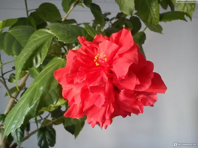 Гибискус: уход и полезные свойства китайской розы