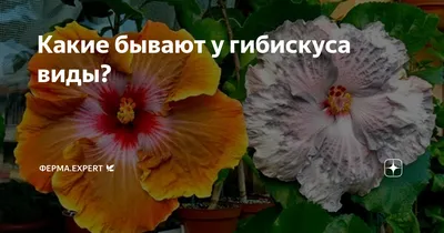 Китайская роза (Гибискус) в домашних условиях: уход, пересадка,  размножение, вредители, виды