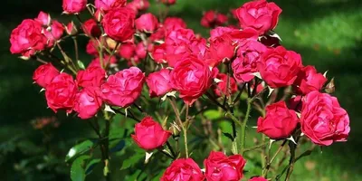 Почему не цветет китайская роза: фото, видео
