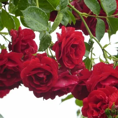 Шиповник махровый - «Роза или махровый шиповник? Красивый и  морозоустойчивый многолетник» | отзывы