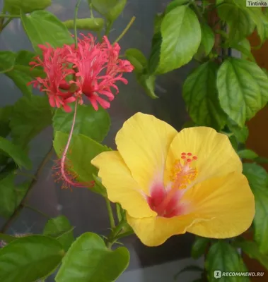 Китайская роза (Гибискус) в домашних условиях: уход, пересадка,  размножение, вредители, виды