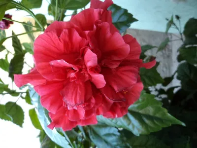 Цветы китайская роза: описание, особенности выращивания и ухода, фото -  Sadovnikam.ru
