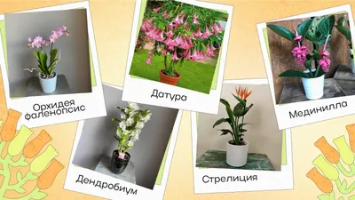 Самые красивые, шикарные и необычные цветущие комнатные цветы |  Glav-Dacha.ru | Дзен