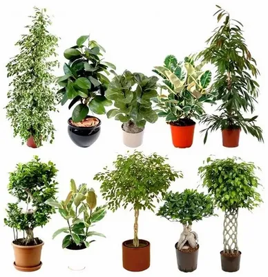 Кливия киноварная - Кливия - Красивоцветущие растения - Комнатные растения  - GreenInfo.ru