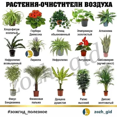 Все виды комнатных растений и цветов,в: Договорная ➤ Другие комнатные  растения | Бишкек | 72754498 ᐈ lalafo.kg