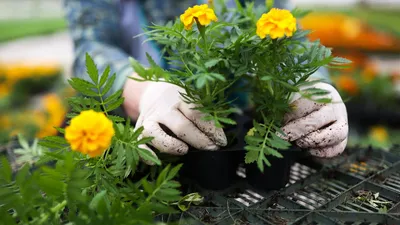 Комнатные цветы из семян: какие цветы можно вырастить дома из семян -  Agro-Market24