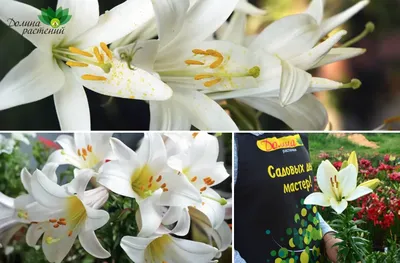ᐈ Лилия комнатная (гиппеаструм) ᐈ Александрия 90 ГРН - OBYAVA.ua™ №871608