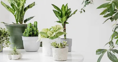 10 самых красивых комнатных растений для дома