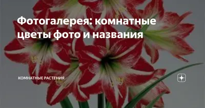 Антуриум Ариса пинк 14/50 - Доставка свежих цветов в Абакане
