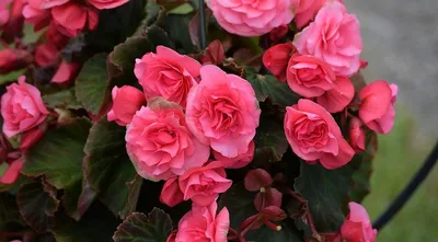 Простые в уходе комнатные растения | Блог GreenMarket