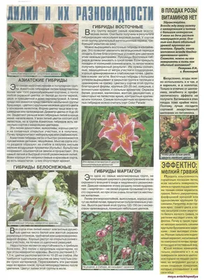 Комнатные цветы для женщин