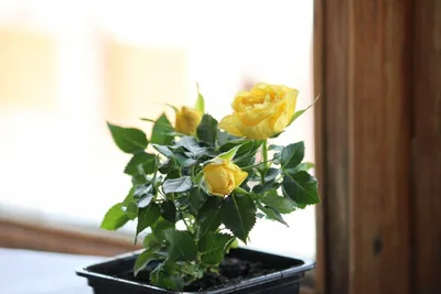 Виды комнатных роз – как обеспечить достойный уход за роскошным цветком |  HelperLife.ru | Дзен