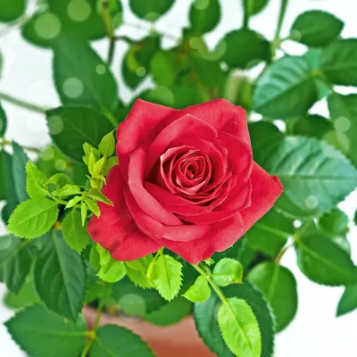 Выращиваем контейнерные розы дома: важные правила посадки и ухода | О  Фазенде. Загородная жизнь | Дзен