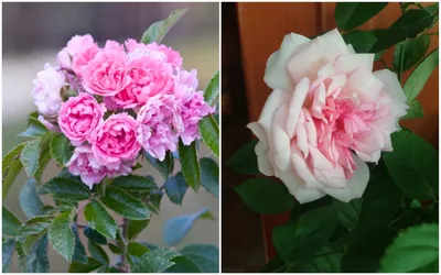 Комнатная роза Патио белая | купить в miltoniya.ru