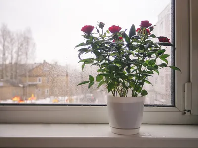 Домашняя роза: посадка и уход, выращивание роз из букета, фото, видео |  Компания «Большая земля»