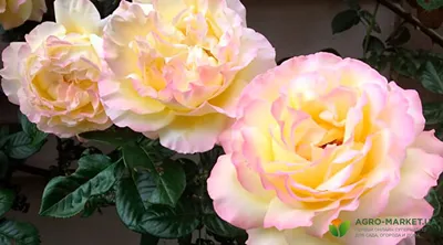 Сорта роз флорибунда: описание роз флорибунда - Agro-Market24