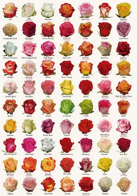 Сорта чайно-гибридных роз: название, описание, фото - Agro-Market