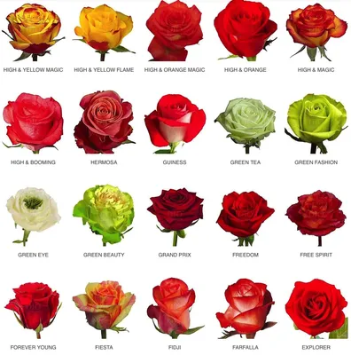 Классификация роз для новичков