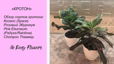 Кротон – Купить Кротон / Кодиeум Вилма в Киеве с доставкой