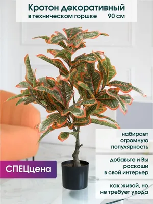 Дерево Кротон Codiaeum - купить Кротон от 1м. Взрослое растение кротон.  Экзотические растения купить в Киеве. Растения для дорогих интерьеров.