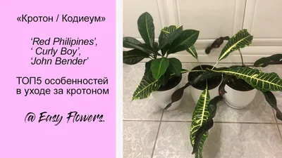 Кротон – Купить Кротон / Кодиeум Петра в Киеве с доставкой