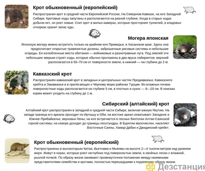 Крот под землей, вид сбоку, срез …» — создано в Шедевруме