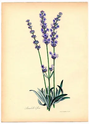 Лаванда в горшке | Lavender plant, Lavender seeds, Plants
