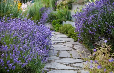 Lavandula stoecha - разновидность лаванды низкой высоты и высокой  плотности. | Премиум Фото