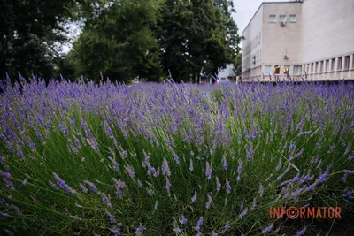 Лаванда Элеганс Перпл (Ellagance Purple) семена купить в Украине | Веснодар