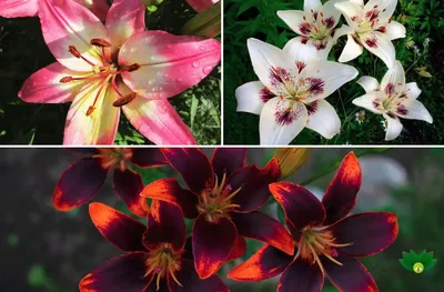 Разновидности лилий садовых фото фотографии