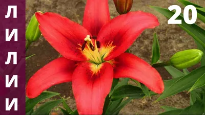 Лилии / Lílium - «Восторг и восхищение! Прекраснейшие цветы. Моя обширная  коллекция, разнообразные сорта и виды лилий. Посадка и уход за лилиями.» |  отзывы