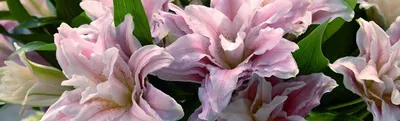 Основные виды лилий и их особенности | Интернет-магазин садовых растений