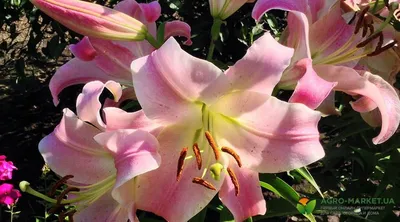 Многолетнее садовое растение Лилия — фото, описание и уход. Основные виды и  размножение растения