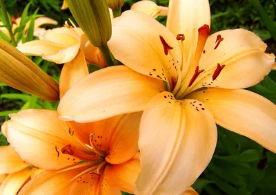 10 самых популярных видов садовых лилий, которые наполнят красотой любой  участок