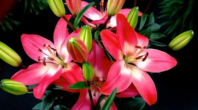 Лилии: фото, цветы, садовые многолетние сорта, когда сажать, посадка и уход