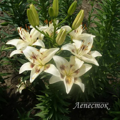 Лилии - виды и разновидности - Садовые цветы - Лепесток - Любительское  цветоводство