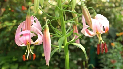 Купить Луковицы Лилий (Lily bulbs) - Питомник растений Садовая Империя