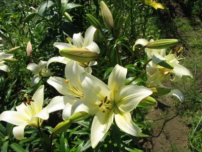 Популярные виды садовых лилий: 5 вариантов