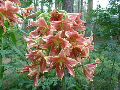 Лилии / Lílium - «Королева цветов на садовом участке. Яркая красавица с  удивительными бутонами. Выращивание и уход.» | отзывы