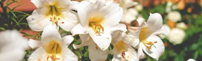 Лучшие сорта лилий: популярные виды с названиями и фото | Интернет-магазин  садовых растений