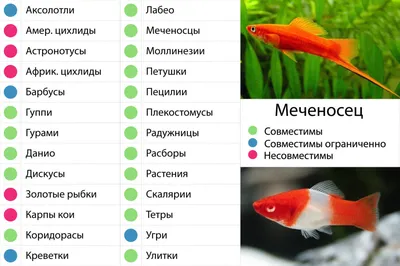 Меченосец: описание с фото и видео популярной рыбки | Pet7