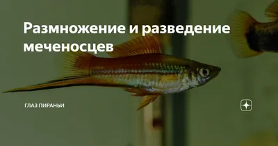Аквариумные рыбки меченосцы: описание, содержание, размножение и виды |  ВКонтакте
