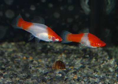 Рыбки Меченосцы – уход и содержание, описание, размножение, фото