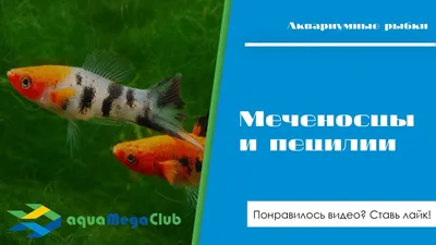 Меченосец красный (Xiphophorus hellerii var.) | Aquarium-Style